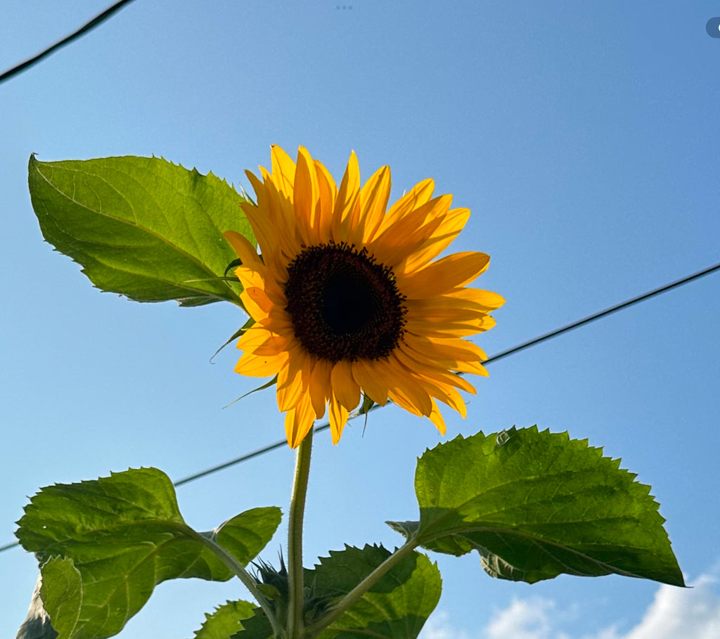sunflower wall quilt